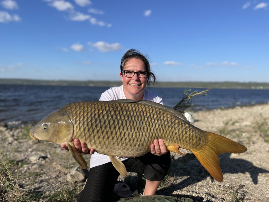 Well conditioned carp caught during a fishing holiday on Last Mountain Lake